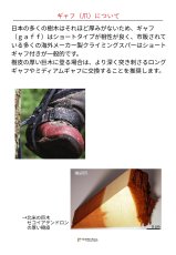 画像8: 【取り寄せ】 Distel ディステル カーボン3.1 ショートギャフ ベルクロ 国内正規品 (8)
